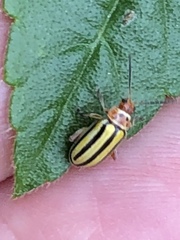 Disonycha spilotrachela