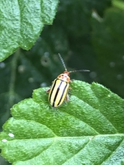 Disonycha spilotrachela