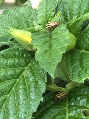 Disonycha spilotrachela