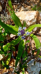 Scilla peruviana