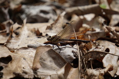 Gomphurus septima