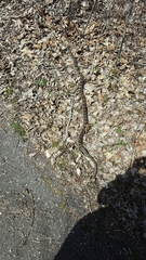 Pantherophis ramspotti