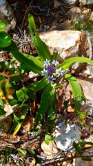 Scilla peruviana