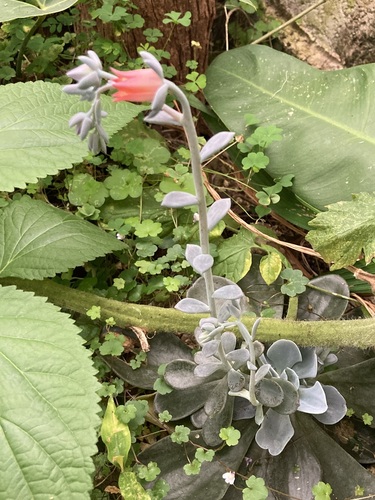 Echeveria prunina