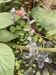 Echeveria prunina