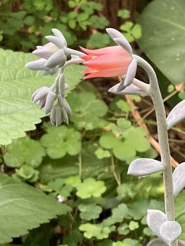 Echeveria prunina