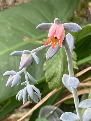 Echeveria prunina