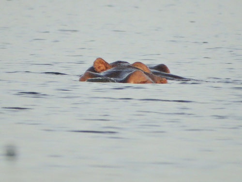 Common Hippopotamus