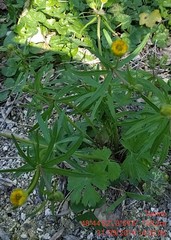 Ranunculus auricomus