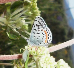 Euphilotes ancilla