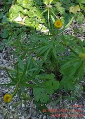 Ranunculus auricomus