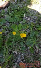 Ranunculus auricomus