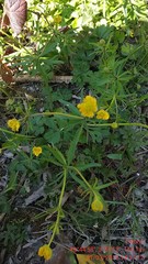 Ranunculus auricomus
