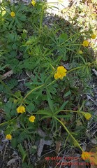 Ranunculus auricomus