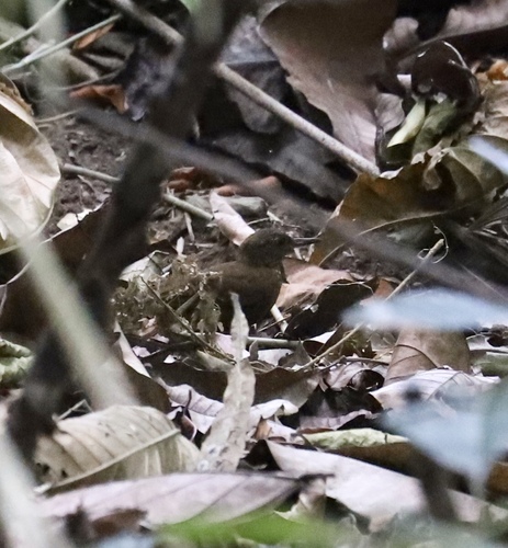 Sclerurus guatemalensis