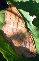 Apodrepanulatrix liberaria