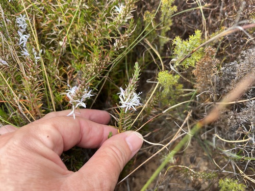 Image of White Mercybell (Merciera leptoloba) by (c) Charleen Brunke, some rights reserved (CC BY)