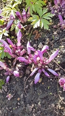 Lathraea clandestina