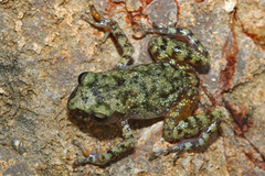 Eleutherodactylus verrucipes