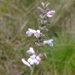 Rhabdocaulon gracile - Photo (c) Mateus Henrique Schenkel, some rights reserved (CC BY-NC), uploaded by Mateus Henrique Schenkel