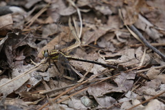 Gomphurus septima