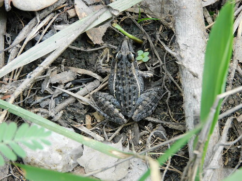 Small ridged frog