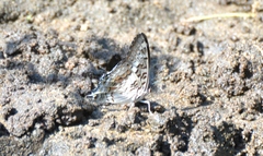 Charaxes achaemenes achaemenes
