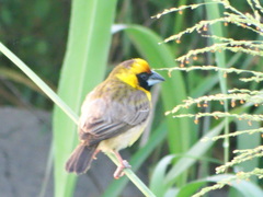 Pachyphantes superciliosus