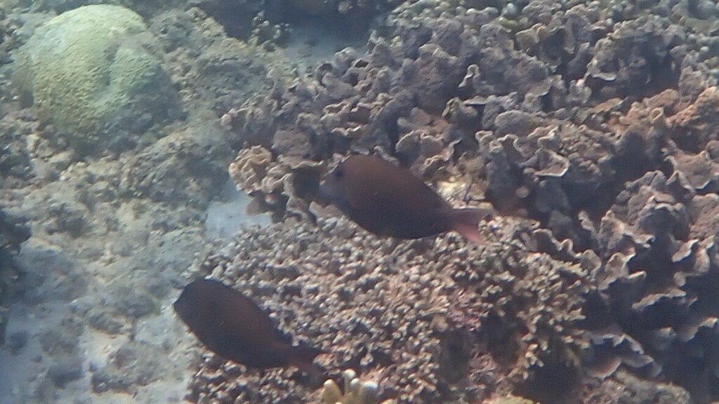 Brown surgeonfish