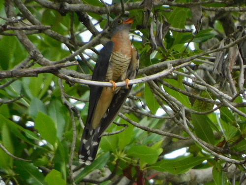 Red-chested Cuckoo