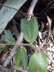 Passiflora bogotensis