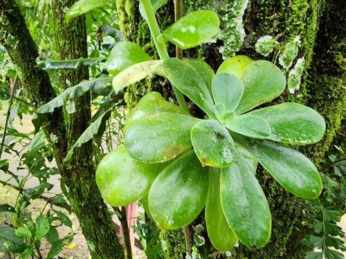 Foto de Rosa-de-pedra