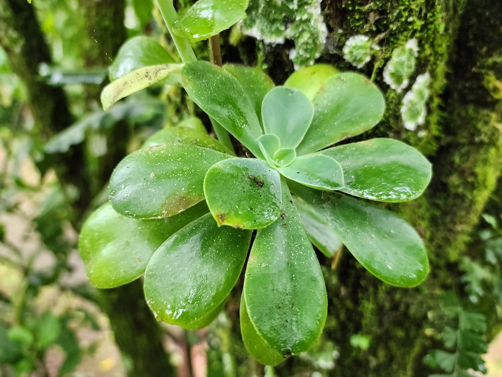 Foto de Rosa-de-pedra
