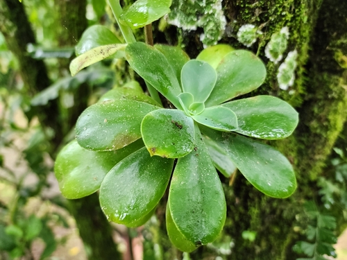 Rosa-de-pedra