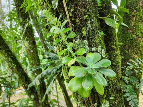 Foto de Rosa-de-pedra