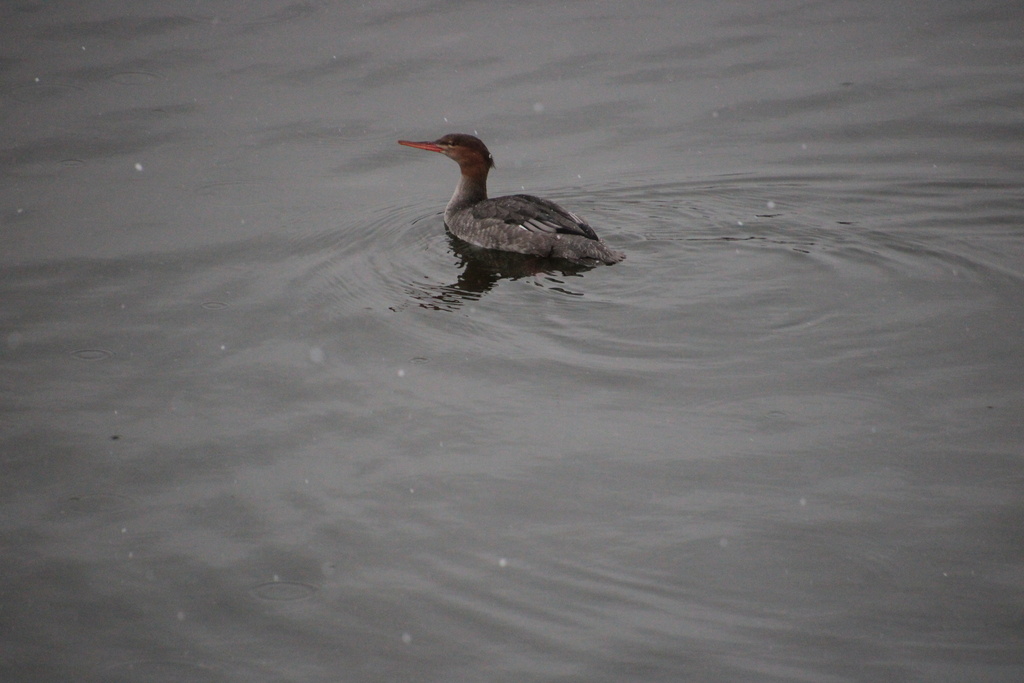 Red Breasted Merganser From RU   Large 