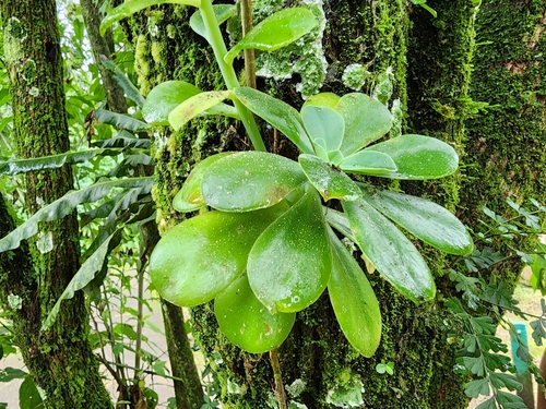 Foto de Rosa-de-pedra