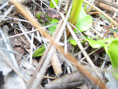 Dionaea muscipula
