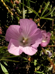 Sidalcea sparsifolia