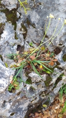 Ranunculus gramineus