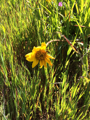 Wyethia angustifolia