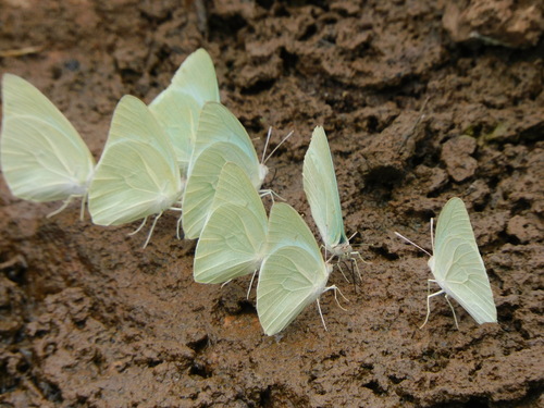 African Migrant