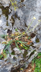 Ranunculus gramineus