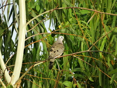 Turtur abyssinicus
