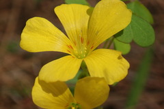 Oxalis colorea