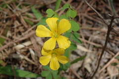 Oxalis colorea