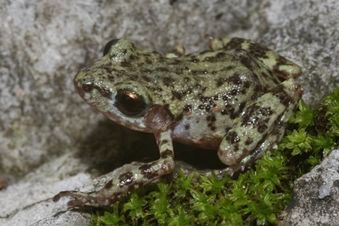 Big-eared Chirping Frog