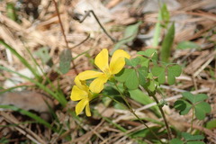 Oxalis colorea