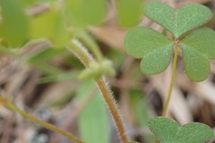 Oxalis colorea