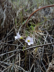 Oxalis cuatrecasasii